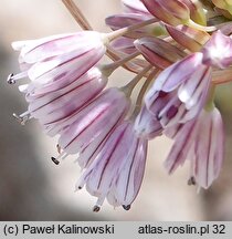 Allium melanantherum