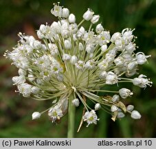 Allium porrum (czosnek por)
