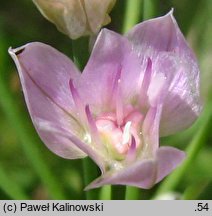 Allium unifolium (czosnek jednolistny)