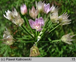 Allium unifolium (czosnek jednolistny)