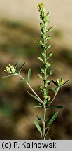 Alyssum turkestanicum (smagliczka drobna)
