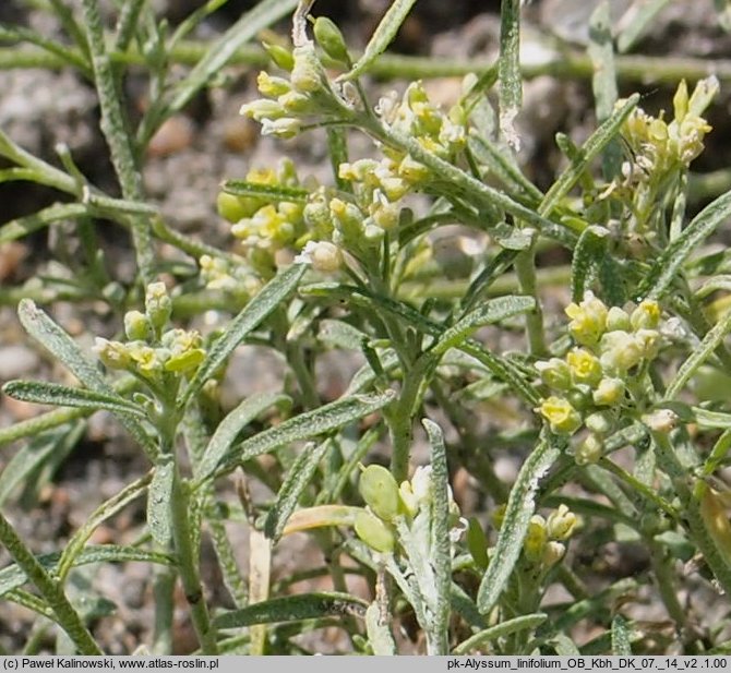 Alyssum linifolium (smagliczka lnolistna)