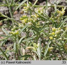 Alyssum linifolium (smagliczka lnolistna)