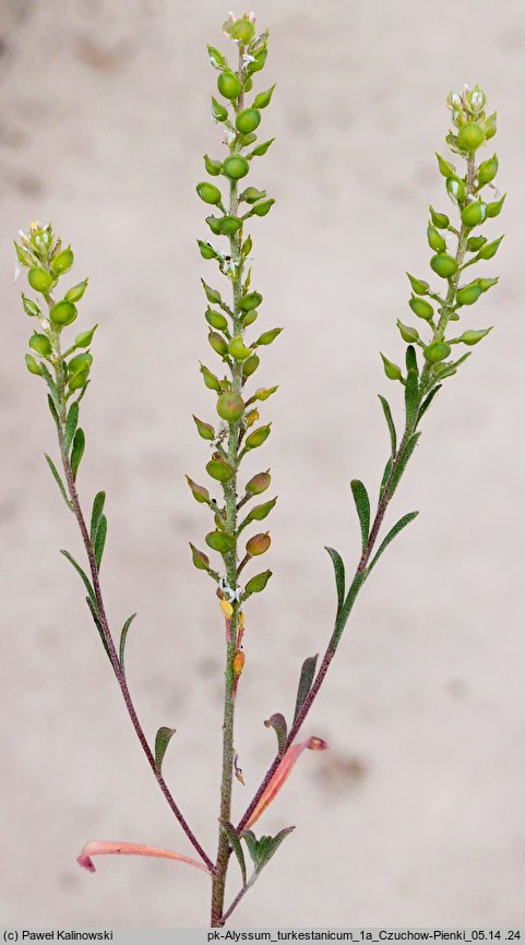 Alyssum turkestanicum (smagliczka drobna)