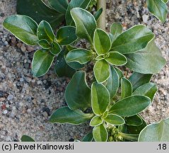 Amaranthus blitoides (szarÅ‚at komosowaty)