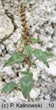 Amaranthus deflexus (szarÅ‚at pochylony)