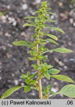 Amaranthus graecizans (szarÅ‚at nagi)
