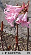 amarylis (bot.) (Amaryllis belladonna)