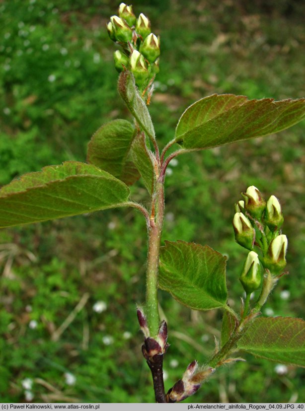 Amelanchier alnifolia (świdośliwka olcholistna)