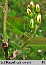 Amelanchier alnifolia (świdośliwka olcholistna)
