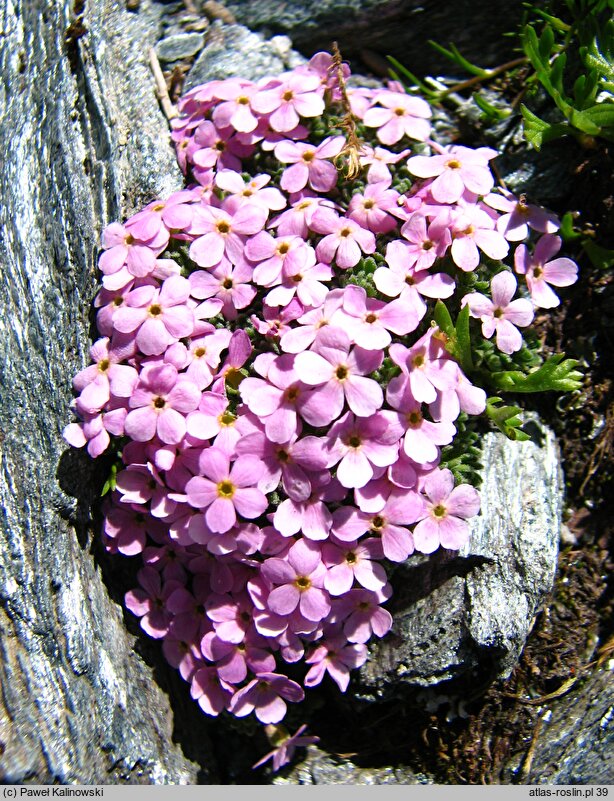 Androsace alpina (naradka alpejska)