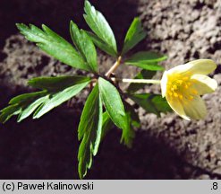 Anemone ×lipsiensis