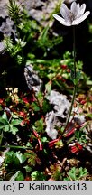 Anemone hortensis (zawilec ogrodowy)