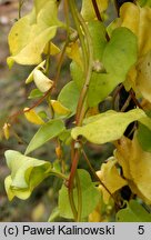 Anredera cordifolia (anredera sercolistna)