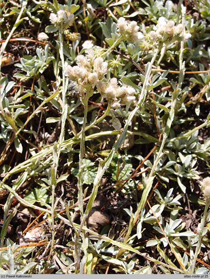 Antennaria chilensis