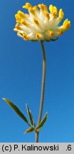 Anthyllis vulneraria ssp. polyphylla