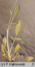 Anthyllis vulneraria ssp. polyphylla