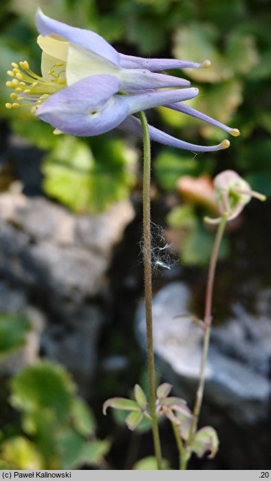 Aquilegia caerulea (orlik bÅ‚Ä™kitny)