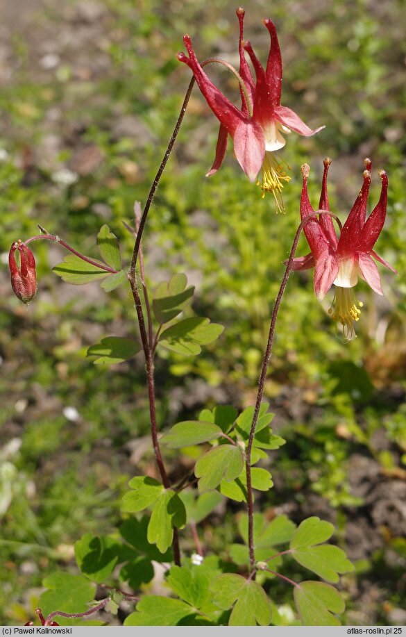Aquilegia canadensis (orlik kanadyjski)