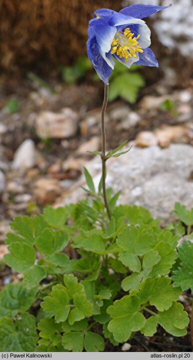 Aquilegia glandulosa (orlik gruczołowaty)