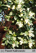 Arbutus ×andrachnoides (hybrydowe drzewo truskawkowe)