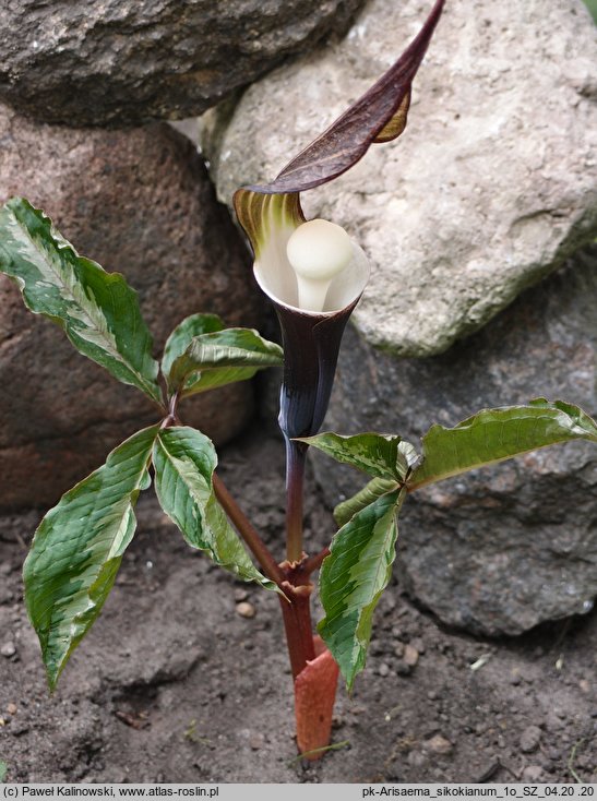 Arisaema sikokianum (arizema sikokiańska)