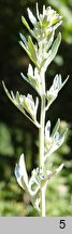 Artemisia absinthium (bylica piołun)