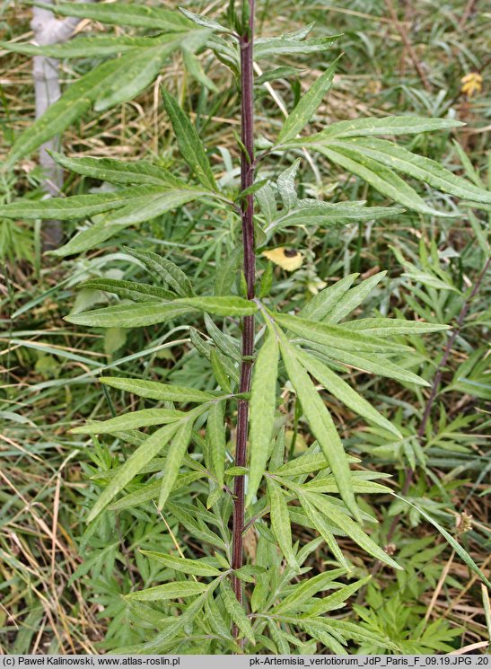 Artemisia verlotiorum (bylica werlocka)