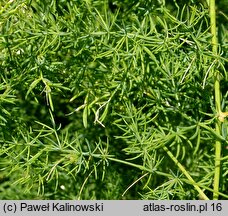 Asparagus pseudoscaber