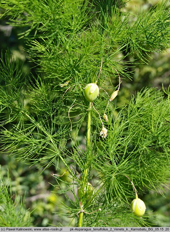 Asparagus tenuifolius (szparag cienkolistny)