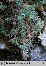 Asperula arcadiensis (marzanka arkadyjska)