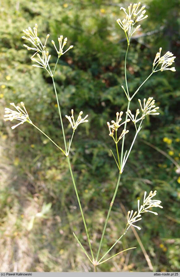 Asperula aristata ssp. scabra