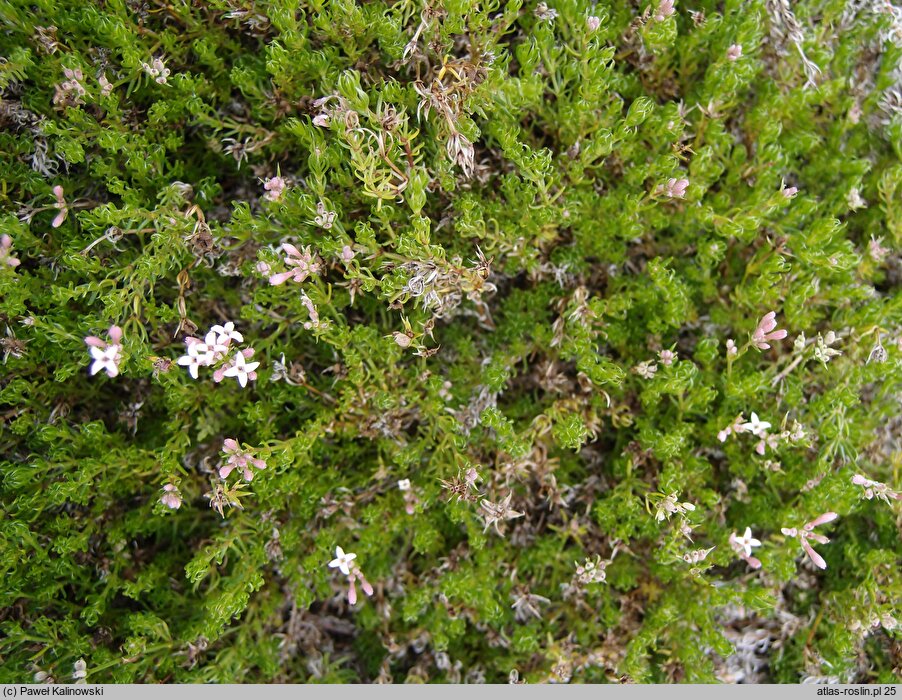 Asperula lilaciflora