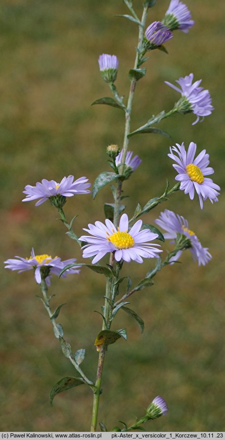 Aster ×versicolor (aster różnobarwny)