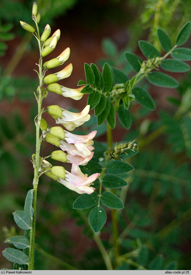 Astragalus mongholicus (traganek błoniasty)