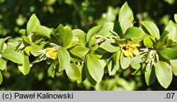 Berberis virescens (berberys zielonkawy)