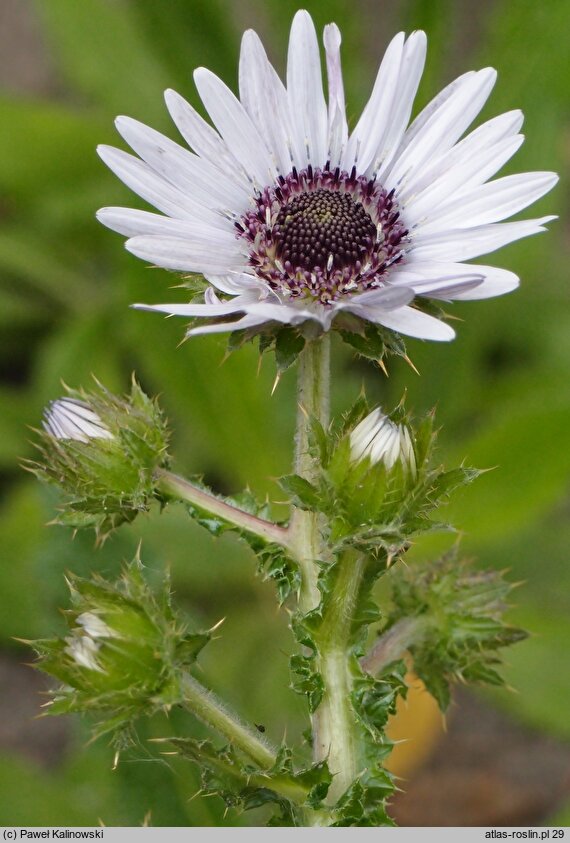 Berkheya purpurea (berkeja purpurowa)