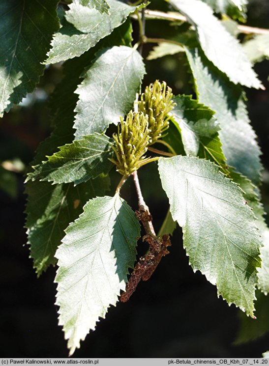 Betula chinensis (brzoza chińska)