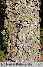 Betula dahurica (brzoza dahurska)