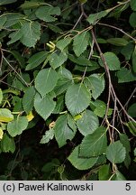 Betula fruticosa (brzoza krzaczasta)