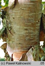 Betula ermanii (brzoza Ermana)