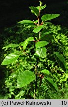 Betula fruticosa (brzoza krzaczasta)