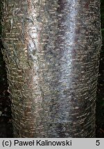 Betula grossa (brzoza grabolistna)