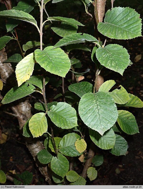 Betula medwediewii (brzoza Miedwiediewa)