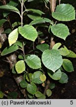 Betula medwediewii (brzoza Miedwiediewa)