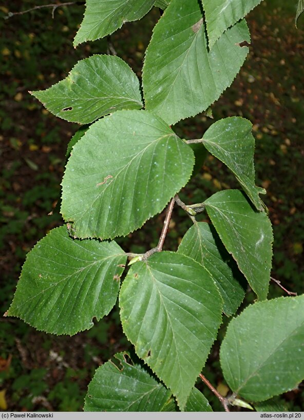 Betula schmidtii (brzoza Schmidta)