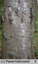 Betula schmidtii (brzoza Schmidta)