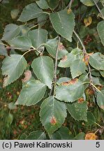 Betula tianschanica (brzoza tianszańska)