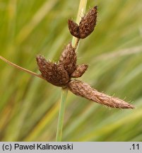 Bolboschoenus maritimus (sitowiec nadmorski)