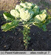 Brassica oleracea var. gemmifera (kapusta warzywna brukselska)